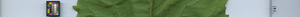 leafstrip