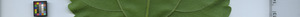 leafstrip