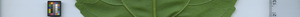 leafstrip