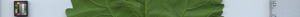 leafstrip