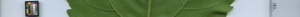 leafstrip