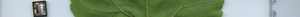 leafstrip