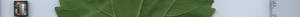 leafstrip
