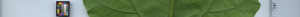 leafstrip