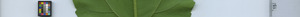 leafstrip
