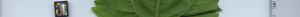leafstrip