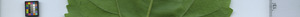 leafstrip
