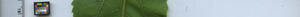 leafstrip