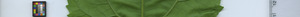 leafstrip