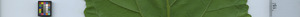 leafstrip
