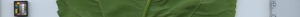 leafstrip