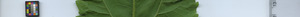 leafstrip