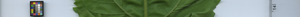 leafstrip