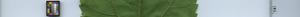 leafstrip