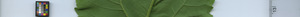 leafstrip