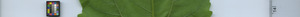 leafstrip