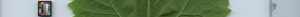 leafstrip