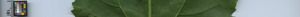 leafstrip