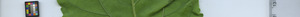 leafstrip