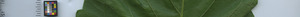 leafstrip
