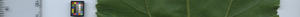 leafstrip
