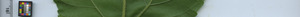 leafstrip
