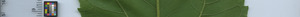 leafstrip