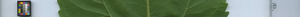 leafstrip