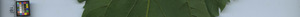 leafstrip