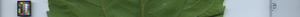 leafstrip