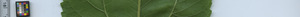 leafstrip