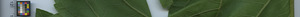 leafstrip