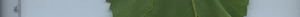 leafstrip