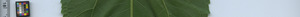 leafstrip