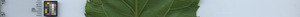 leafstrip