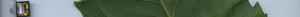 leafstrip