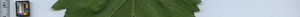 leafstrip