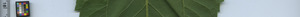 leafstrip
