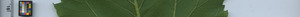 leafstrip