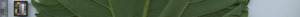 leafstrip