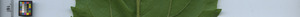 leafstrip