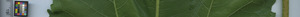 leafstrip