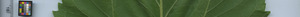 leafstrip
