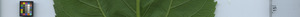 leafstrip