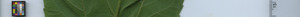 leafstrip