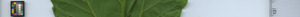 leafstrip