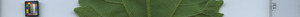 leafstrip