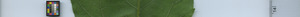 leafstrip