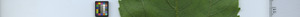 leafstrip