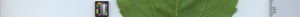 leafstrip